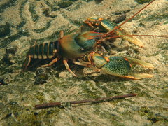 Cambarus scotti