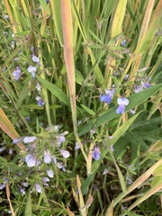 Collinsia grandiflora