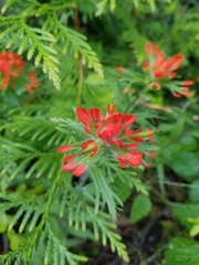 Castilleja hispida