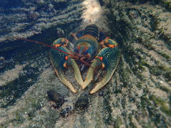 Cambarus scotti