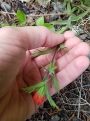 Castilleja hispida
