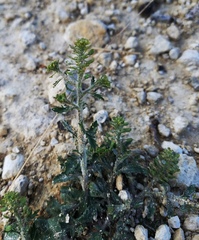Lepidium austrinum