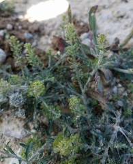 Lepidium austrinum