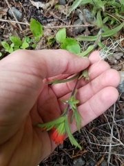 Castilleja hispida