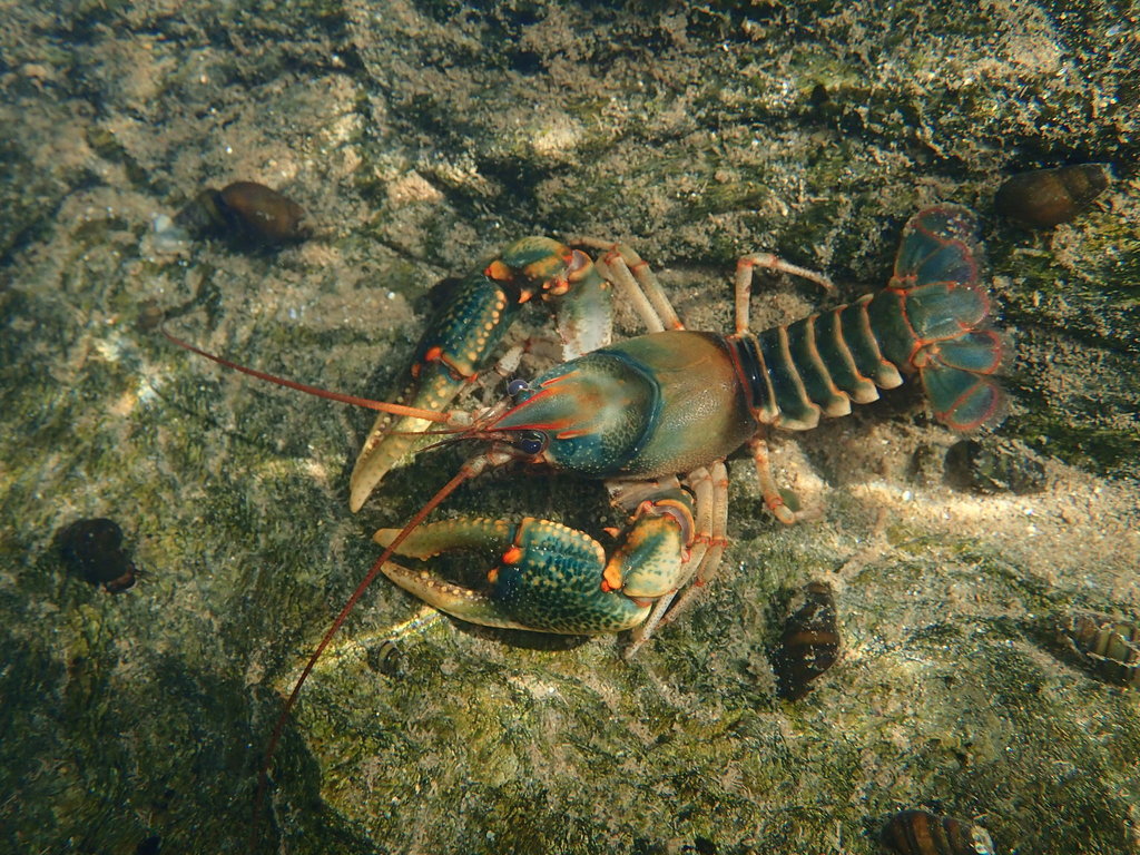 Chattooga River Crayfish