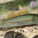 Bronze Darter - Photo (c) Daniel Folds, some rights reserved (CC BY-NC), uploaded by Daniel Folds