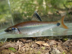 Alabama Shiner photo 5