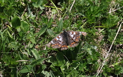 Euphydryas cynthia