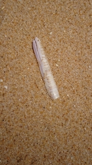 Pinnidae