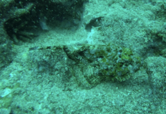 Scorpaena mystes