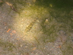Rhinogobius