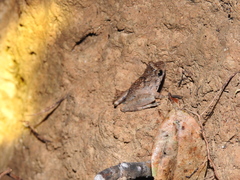 Limnonectes microdiscus