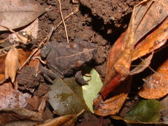 Incilius coccifer