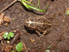 Incilius coccifer