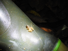 Microhyla gadjahmadai