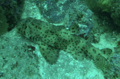 Heterodontus quoyi