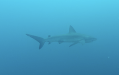 Carcharhinus galapagensis