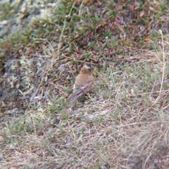 Leucosticte tephrocotis tephrocotis