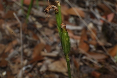 Eriochilus pulchellus