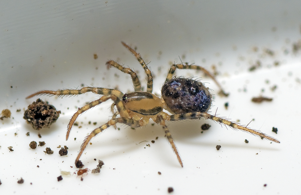 Australomimetus tasmaniensis