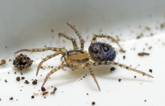 Australomimetus tasmaniensis