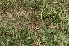 Melitaea phoebe