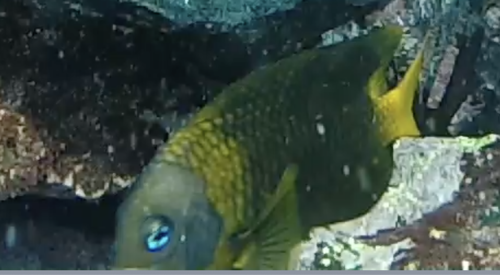 Galapagos gregory (Stegastes arcifrons) — Pomacentridae — 3