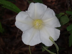 Calystegia catesbeiana