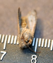 Protorthodes oviduca