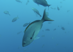 Cephalopholis colonus