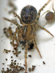 Australomimetus tasmaniensis