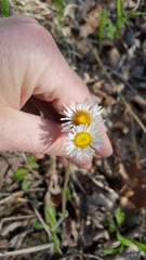 Erigeron pulchellus