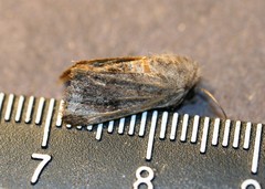 Protorthodes oviduca