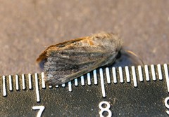 Protorthodes oviduca