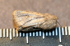 Protorthodes oviduca