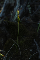 Eriochilus pulchellus