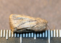 Protorthodes oviduca