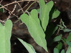 Calystegia catesbeiana