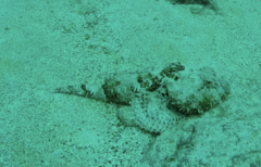 Scorpaena mystes