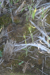 Eriochilus pulchellus