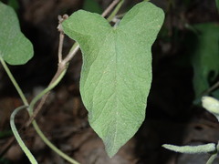 Calystegia catesbeiana