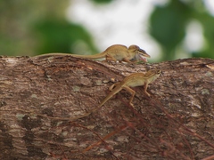 Anolis unilobatus