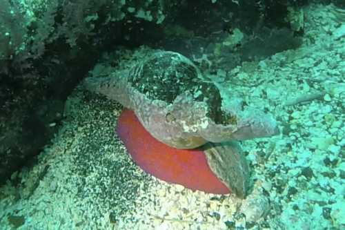 Panamanian Tulip Snail