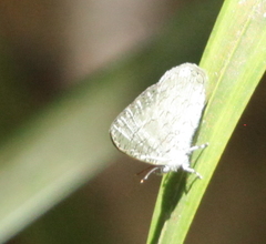 Spalgis lemolea lemolea