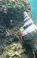 Triplofusus princeps