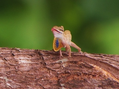 Anolis unilobatus