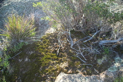 Eriochilus pulchellus