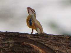 Anolis unilobatus