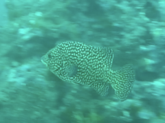 Oplegnathus insignis