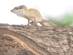 Anolis unilobatus
